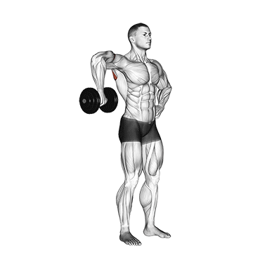 How to do Dumbbell Upright Shoulder External Rotation — animated demonstration