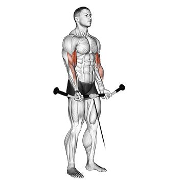 How to do Cable Curl — animated demonstration