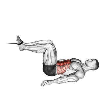 How to do Cable Reverse Crunch — animated demonstration