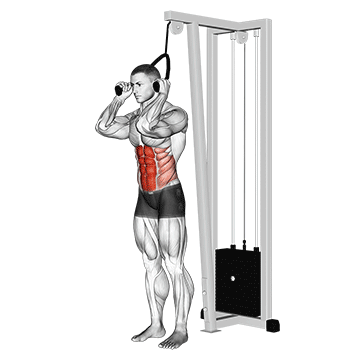 How to do Standing Cable Crunch (Rope) — animated demonstration