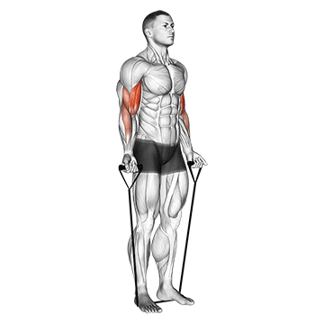 How to do Band Alternating Biceps Curl — animated demonstration