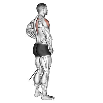 How to do Band Front Lateral Raise — animated demonstration