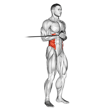 How to do Band Horizontal Pallof Press — animated demonstration
