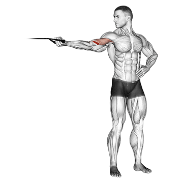 How to do Band Single-Arm Overhead Biceps Curl — animated demonstration