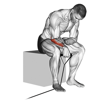 How to do Band Reverse Wrist Curl — animated demonstration