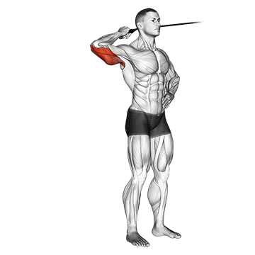 How to do Band Side Triceps Extension — animated demonstration