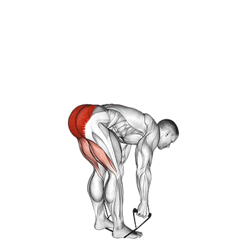 How to do Band Stiff Leg Deadlift — animated demonstration