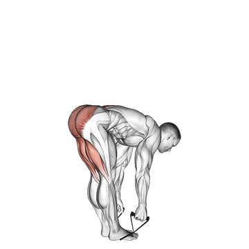 How to do Band Straight Leg Deadlift — animated demonstration