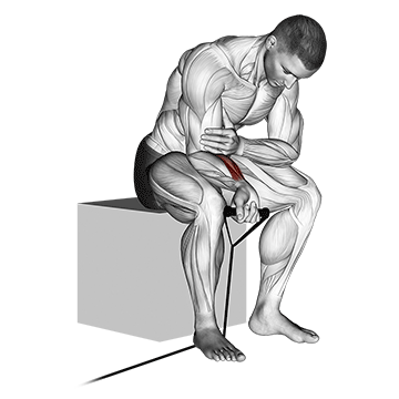 How to do Band Wrist Curl — animated demonstration