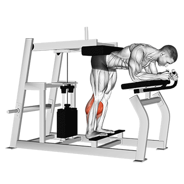 How to do Lever Donkey Calf Raise — animated demonstration