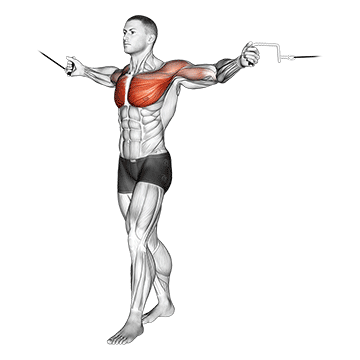 How to do Standing Cable Crossover — animated demonstration