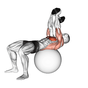 How to do Dumbbell Lying Pullover on Stability Ball — animated demonstration
