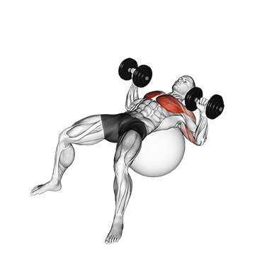 How to do Dumbbell Press on Stability Ball — animated demonstration