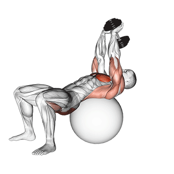 How to do Stability Ball Dumbbell Pullover with Hip Extension — animated demonstration
