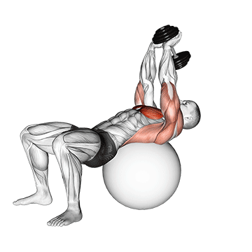 How to do Dumbbell Pullover on Stability Ball — animated demonstration