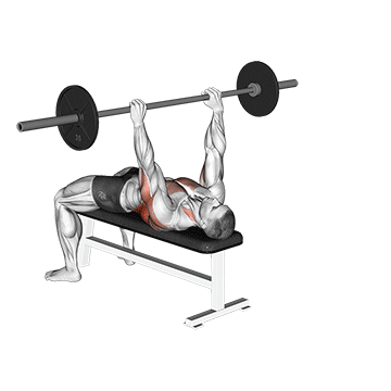How to do Barbell Bent Arm Pullover — animated demonstration