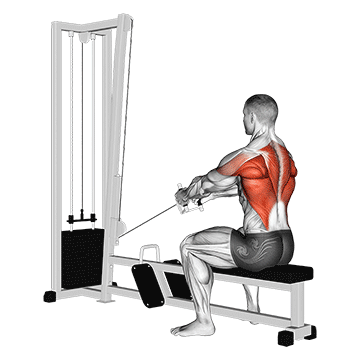 How to do Cable Upper Row — animated demonstration