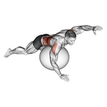 How to do Stability Ball Alternating Arm Ups — animated demonstration