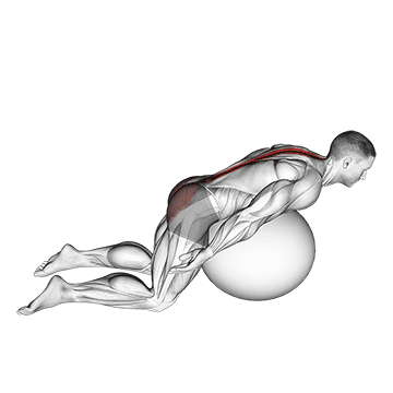 How to do Straight-Arm Stability Ball Back Extension — animated demonstration