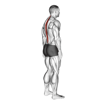 How to do Standing Pelvic Tilt — animated demonstration