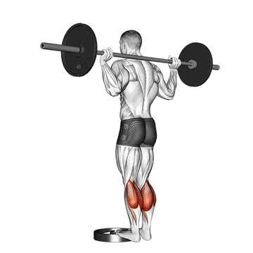 How to do Barbell Standing Calf Raise — animated demonstration