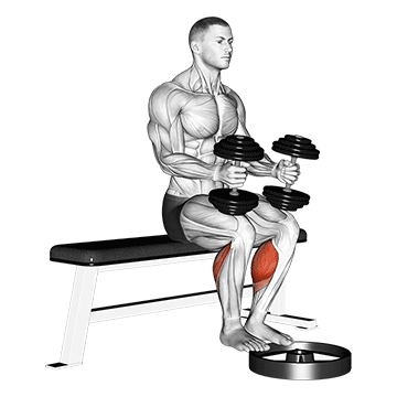 How to do Dumbbell Seated Calf Raise — animated demonstration