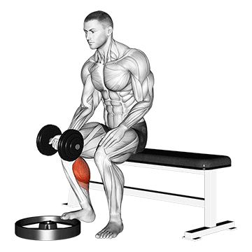 How to do Single-Leg Seated Dumbbell Calf Raise (Palm-Up Grip) — animated demonstration