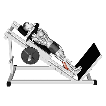 How to do Hack Calf Raise — animated demonstration