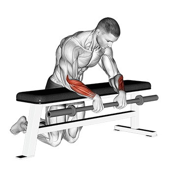 How to do Pronated Barbell Wrist Curl on Bench — animated demonstration