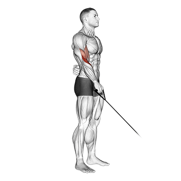 How to do Single-Arm Reverse-Grip Cable Curl — animated demonstration