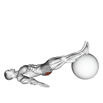 How to do Single-Leg Stability Ball Hamstring Curl — animated demonstration