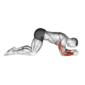 How to do Push-Up to Forearms — animated demonstration