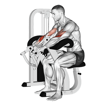 How to do Lever Reverse-Grip Preacher Curl — animated demonstration