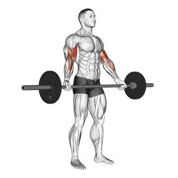 How to do Barbell Standing Wide-Grip Biceps Curl — animated demonstration