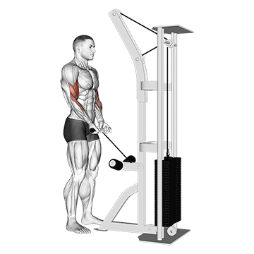 How to do Cable Close-Grip Curl — animated demonstration