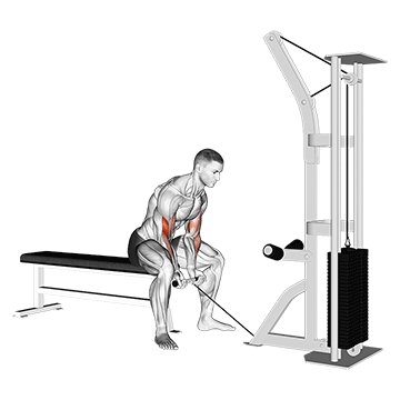 How to do Cable Concentration Curl — animated demonstration