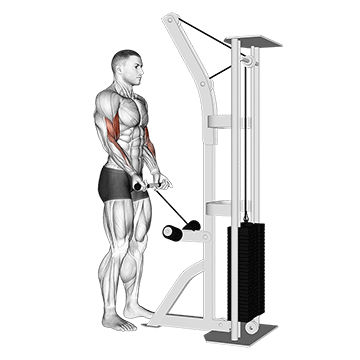 How to do Cable Drag Curl — animated demonstration