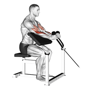 How to do Cable Rope Hammer Preacher Curl — animated demonstration