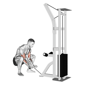 How to do Cable Squatting Curl — animated demonstration