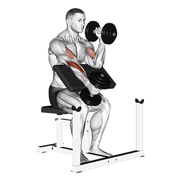 How to do Dumbbell Alternating Hammer Preacher Curl — animated demonstration