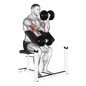 How to do Dumbbell Alternating Preacher Curl — animated demonstration