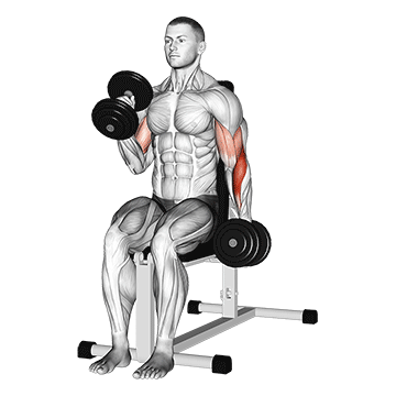 How to do Dumbbell Alternating Seated Hammer Curl — animated demonstration