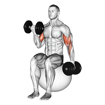 How to do Alternating Stability Ball Dumbbell Curl — animated demonstration