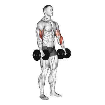 How to do Dumbbell Biceps Curl Reverse — animated demonstration