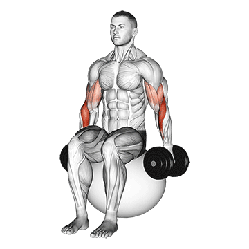 How to do Dumbbell Hammer Curl on Stability Ball — animated demonstration