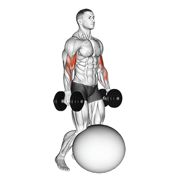 How to do Kneeling Stability Ball Dumbbell Curl — animated demonstration