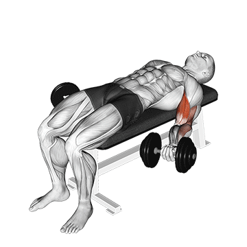 How to do Dumbbell Lying Supine Biceps Curl — animated demonstration