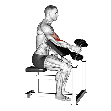 How to do Dumbbell Single-Arm Hammer Preacher Curl — animated demonstration