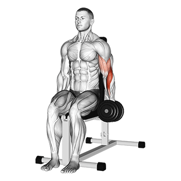 How to do Dumbbell Single-Arm Seated Hammer Curl — animated demonstration