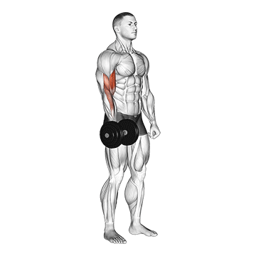 How to do Dumbbell Single-Arm Standing Curl — animated demonstration